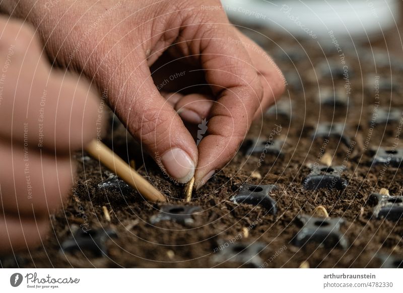 Junge Gärtnerin sät Samen per Hand in die Erde gärtnern Finger Handwerk natur Saatgut saat säen Fingernägel erde pflanze Pflanzen pflanzlich Wachstum Frühling