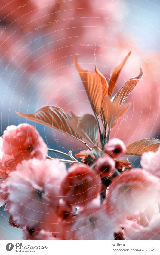 Frühlingsblütenromanze Blüten Kirschblüten blühen romantisch ästhetisch schön rosa Frühlingsgefühl japanische Kirsche
