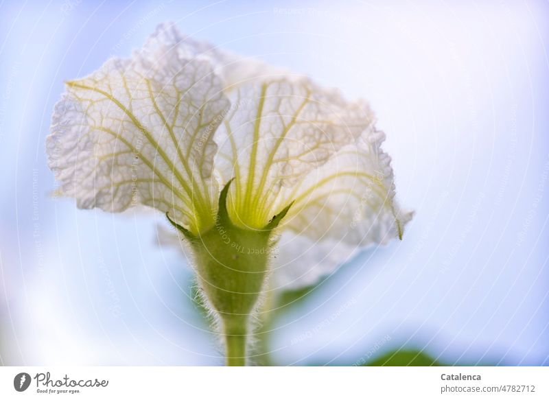 Die zarte Blüte des Flaschenkürbis Garten Tageslicht verblühen Blume Pflanze Flora Natur Weiß Gemüse Stiel Blütenblätter Kürbis Kürbisgewächse Lagenaria Himmel