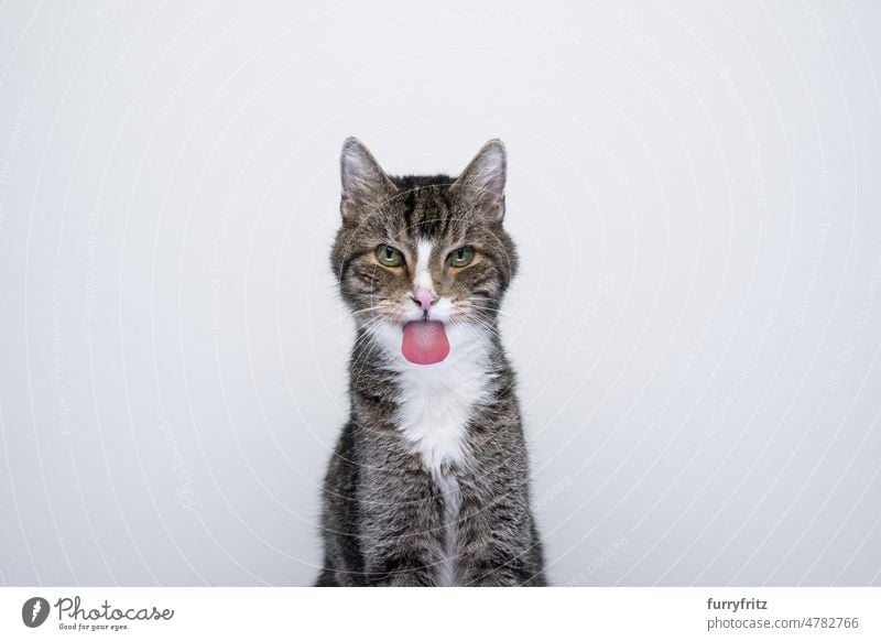 freche alte Katze streckt Zunge auf weißem Hintergrund heraus Kätzchen Haustiere katzenhaft Porträt Studioaufnahme weißer Hintergrund Textfreiraum