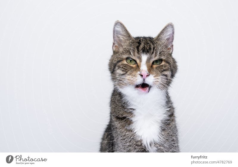 wütende Katze mit offenem Maul Kätzchen Haustiere katzenhaft Porträt Studioaufnahme weißer Hintergrund Textfreiraum in die Kamera schauen Tabby Ein Tier