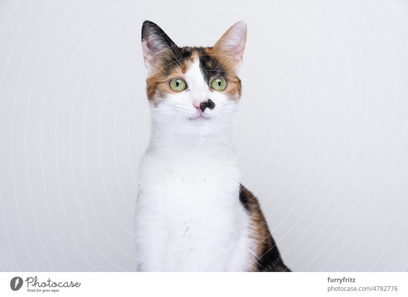 Porträt einer glücklichen Katze, die lächelt Kätzchen Haustiere katzenhaft Studioaufnahme weißer Hintergrund Textfreiraum in die Kamera schauen Kattun Tricolore