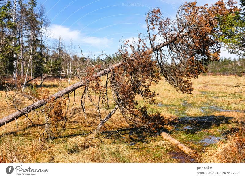 kein maibaum Baum Kiefer umfallen trocken Moor Naturschutzgebiet Sturm Moorlandschaft Allgäu Landschaft Umwelt Wasser quer stürzen vertrocknet