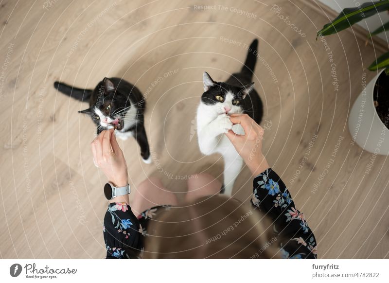 Tierhalter füttert zwei hungrige Katzen gleichzeitig mit Snacks Kätzchen Zwei Tiere Junge Frau Person Kaukasier Mädchen geblümt schwarz auf weiß Smoking Katze