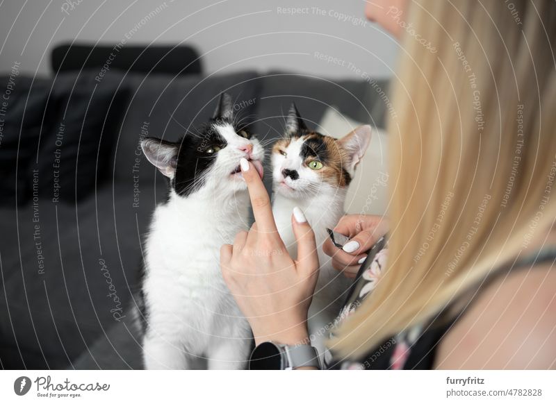 Zwei Katzen lecken den Finger einer jungen Tierhalterin Kätzchen Zwei Tiere Junge Frau Person Kaukasier Mädchen blondes Haar lange Haare Kattun weiß Tricolore