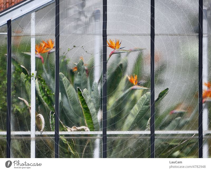 Fensterplatz - Strelitzien stehen wie stolze Vögel in einem Gewächshaus Strelitzienblüte Fensterblick Pflanze Garten Botanischer Garten Botanik Flora Natur