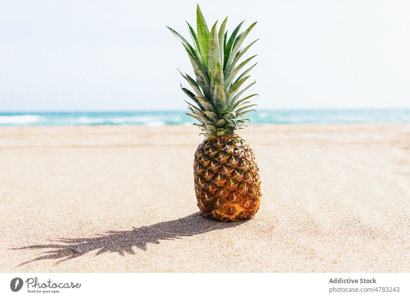 Ananas am Sandstrand in Meeresnähe Frucht tropisch exotisch Vitamin Strand MEER Küste Resort Ufer Sommer gesunde Ernährung Natur frisch Krone Seeküste wolkenlos