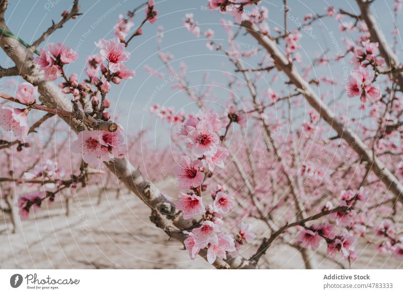 Obstgarten mit blühenden Aprikosenbäumen Baum Blume Blütezeit Schonung Landschaft kultivieren Garten Flora Pflanze Sommer Natur Feld geblümt viele frisch