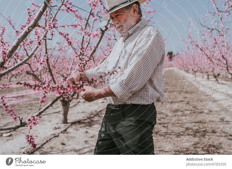 Älterer Landwirt beim Auslichten eines Aprikosenbaums Mann Baum dünn Blütezeit Schonung Obstgarten Landschaft kultivieren Garten Flora Pflanze Sommer Natur