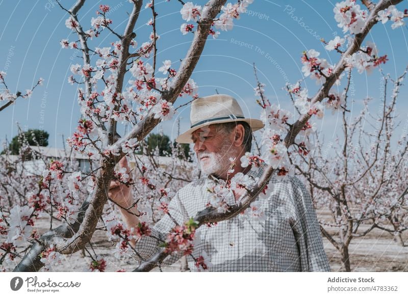 Älterer Landwirt beim Auslichten eines Aprikosenbaums Mann Baum dünn Blütezeit Schonung Obstgarten Landschaft kultivieren Garten Fokus Flora Pflanze Sommer