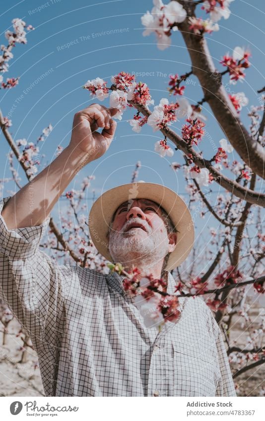 Älterer Landwirt beim Auslichten eines Aprikosenbaums Mann Baum dünn Blütezeit Schonung Obstgarten Landschaft kultivieren Garten Flora Pflanze Sommer Natur