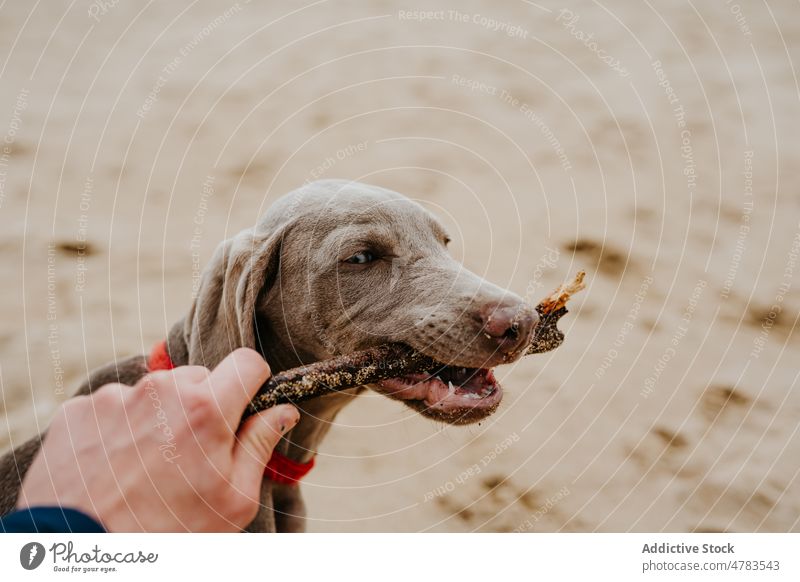Gesichtslose Person mit Stock spielt mit Weimaraner Hund am Strand Besitzer spielen kleben Tier Haustier spielerisch Ufer Stauanlage Eckzahn Sand Küste