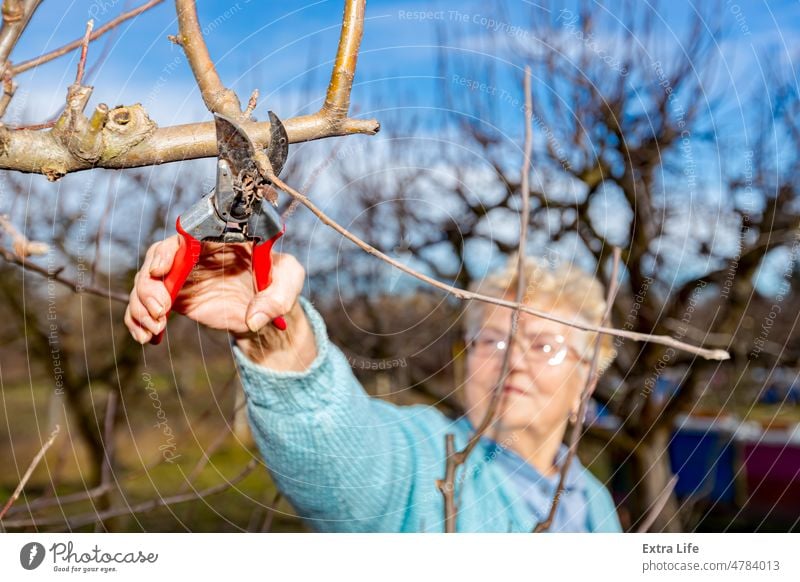 Ältere Frau schneidet Zweige ab und beschneidet Obstbäume mit einer Schere Ackerbau Apfel Klinge Botanik Ast Schutzdach Kaukasier Schermaschine abschneiden