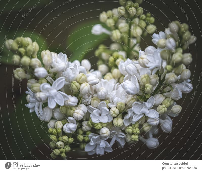 Weißer blühender Flieder vor dunklem Hintergrund fliederblüte weiß Blüte Pflanze Frühling Natur Duft Garten Blühend natürlich Nahaufnahme Blume Makroaufnahme
