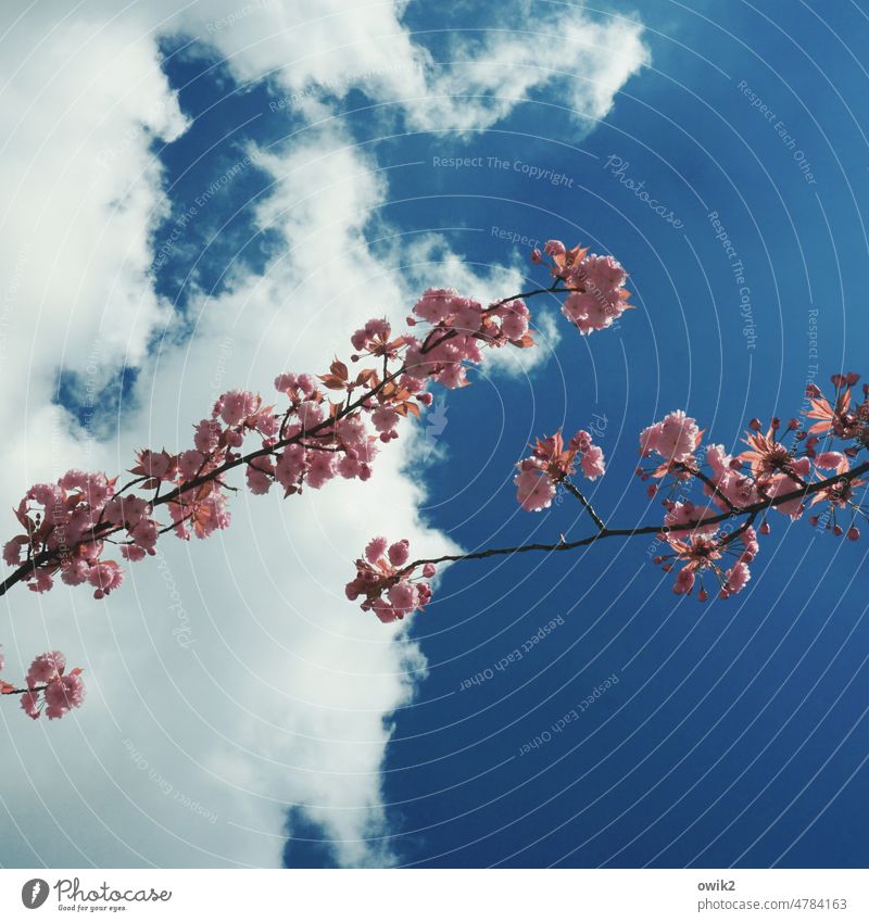 Zwei ge Baumblüte Zweige dünn üppig rosa Kirschblüten Frühling Blüte Außenaufnahme Blühend Frühlingsgefühle Natur Zweige u. Äste Tag Menschenleer Farbfoto