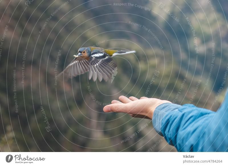 Der seltene Madeirische Buchfink ist auf die Hand des Mannes geflogen, um Futterkrümel zu finden und zu sehen, ob er in Sicherheit ist. Fringilla coelebs maderensis. Die Erfahrung des Lebens. Levada dos Balcoes, Madeira, Portugal