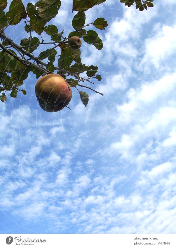 Apfel am Baum Wolken Blatt Symbole & Metaphern Philosophie Sinnesorgane schlechtes Wetter Geschmackssinn Frucht Kraft Vegetarische Ernährung Himmel Leben Sonne