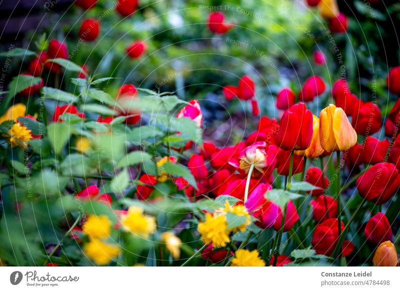 Garten mit unzähligen roten und gelben Tulpen und Blüten Wiese Tulpenblüte Frühling Blume Blühend Natur grün Blumenstrauß Frühlingsgefühle Pflanze Farbfoto