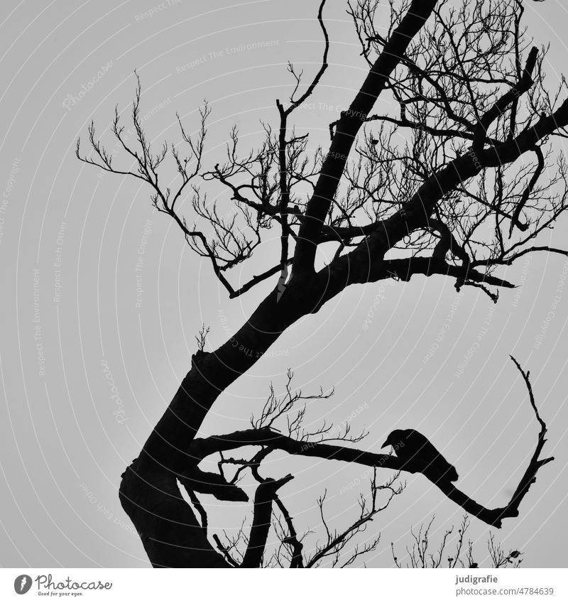 Krähe auf kahlem Baum Rabe Vogel Rabenvögel Rabenvogel Winter Herbst schwarz Himmel Tier Natur Ast Kontrast sitzen Scherenschnitt Baumkrone sitzend natürlich