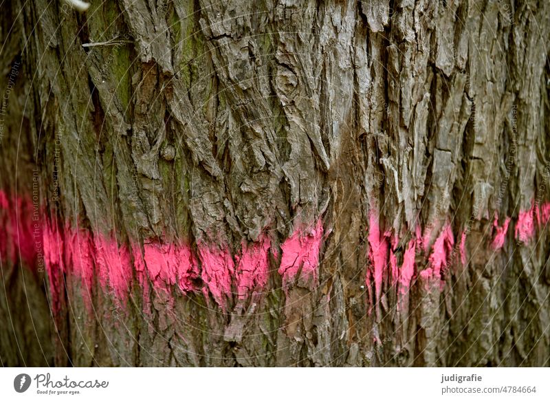 Markierung Baum Rinde Forst Forstwirtschaft Strich Linie rot pink Zukunft Zukunftsbaum Rückegasse Wald Baumstamm Holz Umwelt Abholzung Nutzholz Bäume