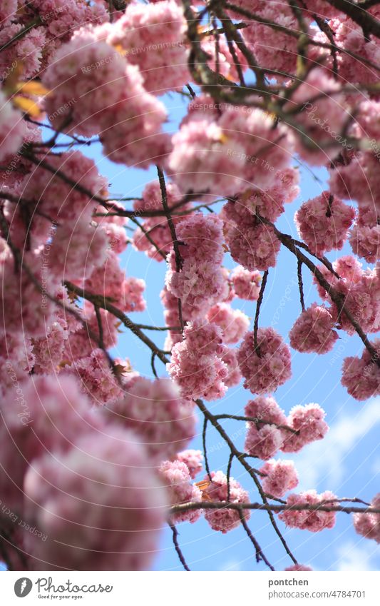 Kirschblüten vor blauem Himmel. hinmel frühling rosa blühen baum Natur Blühend Schönes Wetter