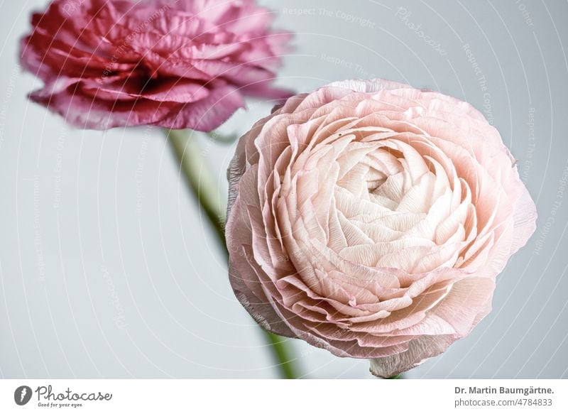Ranunkel, Asiatischer Hahnenfuß ( Ranunculus asiaticus ), High-Key-Aufnahme Floristenranunkel Blüte blühen Schnittblume Zierblume rosa Gartenform