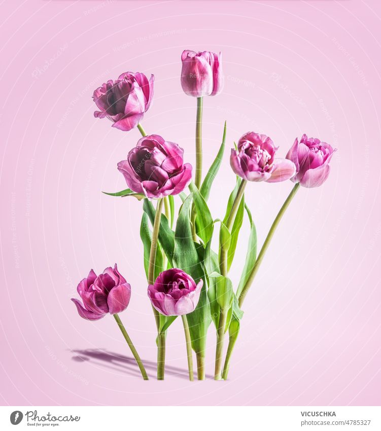 Tulpenstrauß mit lila Blütenblättern steht auf rosa Hintergrund. Haufen purpur Tribüne saisonbedingt Frühling Blume schön Blumenstrauß Vorderansicht Eleganz