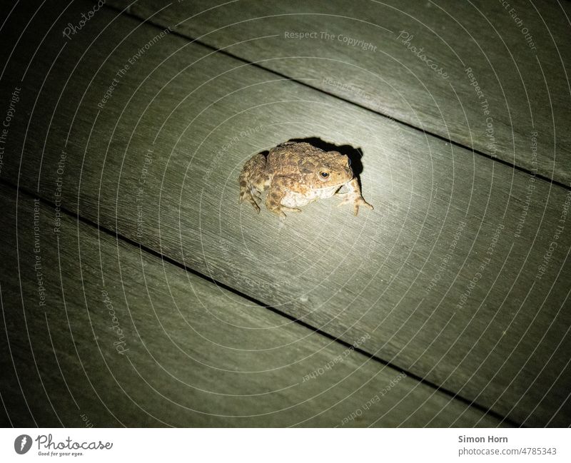 Kröte im Taschenlampenlicht Nachtleben Frosch Isolation Scheinwerfer Krötenwanderung Froschperspektive Umwelt Wetterfrosch Jäger Natur Tier Tierporträt Farbfoto