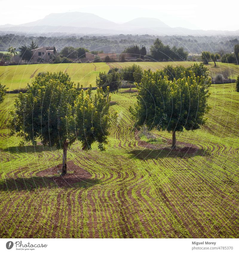 Blick auf das Landesinnere der Insel Mallorca mit seinen bewirtschafteten Feldern Im Vordergrund zwei Johannisbrotbäume. insel mallorca bewirtschaftete Felder
