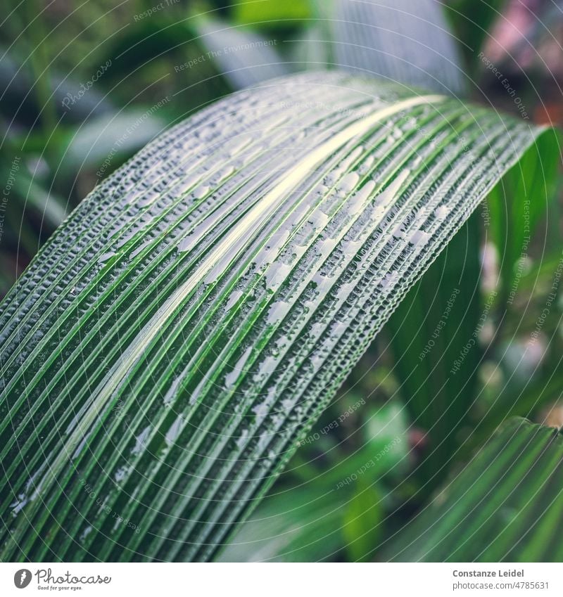 Großes grünes Blatt mit Längsrillen, die mit Wasser benetzt sind. Blattadern Blattgrün Natur Pflanze Grünpflanze Strukturen & Formen Wachstum Detailaufnahme