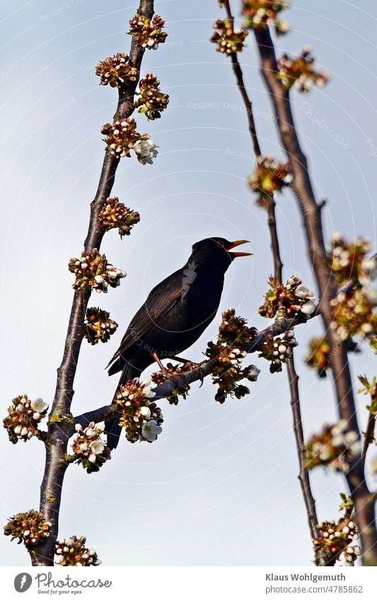 Amselhahn singt in der Abendsonne in einem blühenden Kirschbaum Amselmännchen Singvogel singen Sänger Kirschblüten Ast Zweig Frühling Frühlingsgefühle Balz