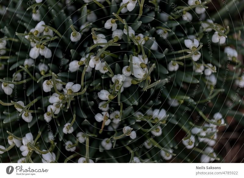 Schneeglöckchenblüten im Wald. Blick von oben Hintergrund schön Schönheit Blütezeit Überstrahlung Botanik Blütenknospen Nahaufnahme Farbe Konzept früh erste