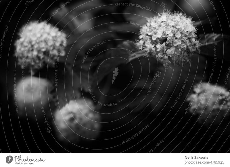 Guelderrosenblüten. Viburnum opulus Hintergrund schön Schönheit Biene schwarz Blütezeit Nahaufnahme Farbe Dekoration & Verzierung Flora geblümt Blume Laubwerk