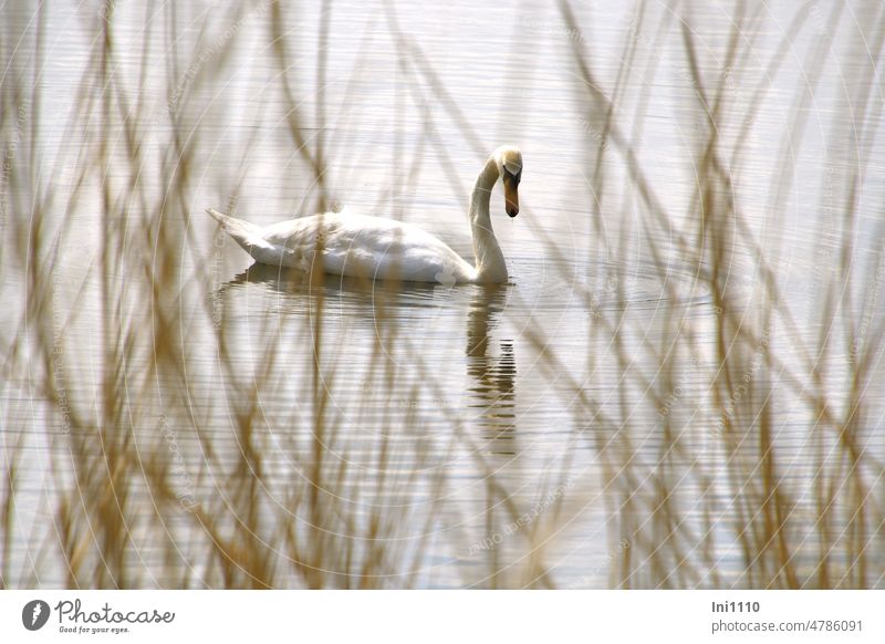 UT Frühlingslandluft |weißer Schwan Jahreszeit Tier Wildtier Entenvögel Vogel Gewässer Teich Spiegelung weißes Gefieder langer Hals Schilf beobachten versteckt