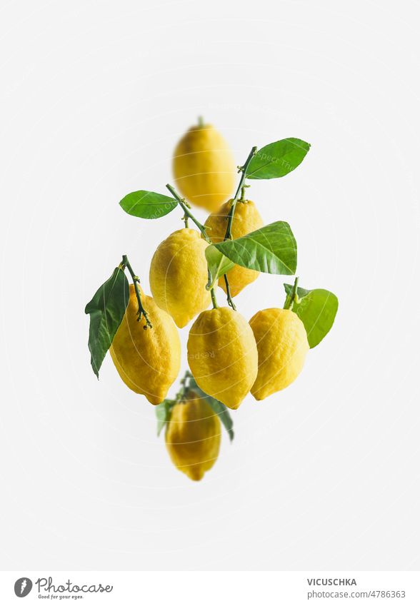 Gelbe Zitronen Gruppe mit grünen Blättern, fliegen auf weißem Hintergrund gelb Menschengruppe weißer Hintergrund Levitation Konzept frisch Zitrusfrüchte Früchte