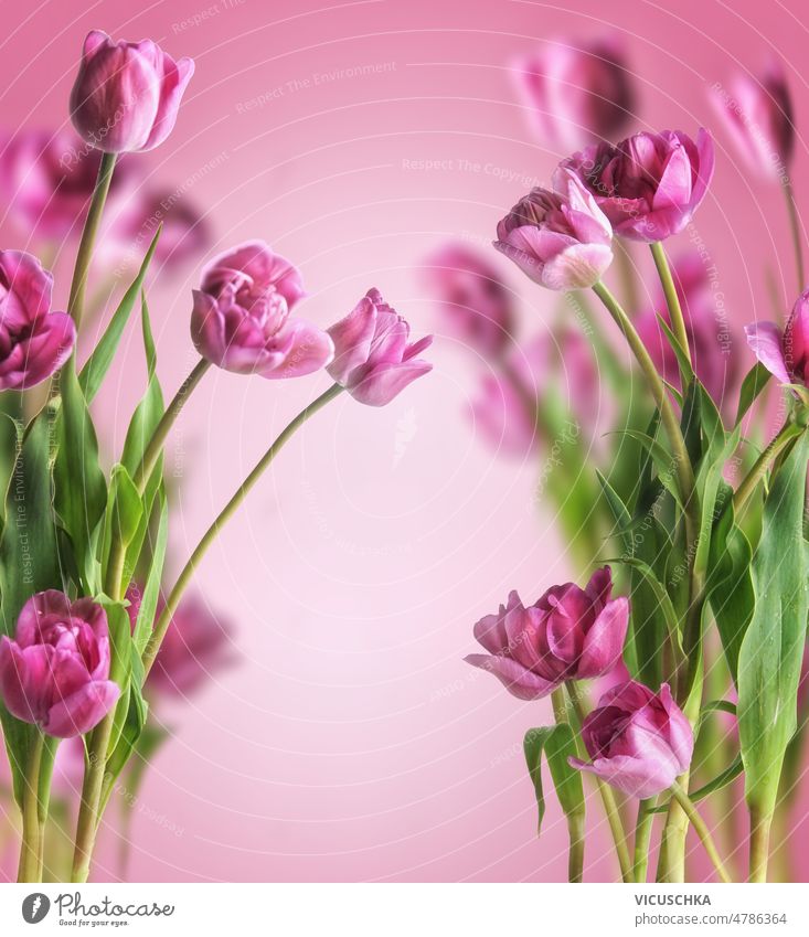 Floraler Hintergrund mit lila blühenden Tulpen auf rosa Hintergrund geblümt Rahmen purpur Überstrahlung grün Stängel Textfreiraum saisonbedingt Frühling