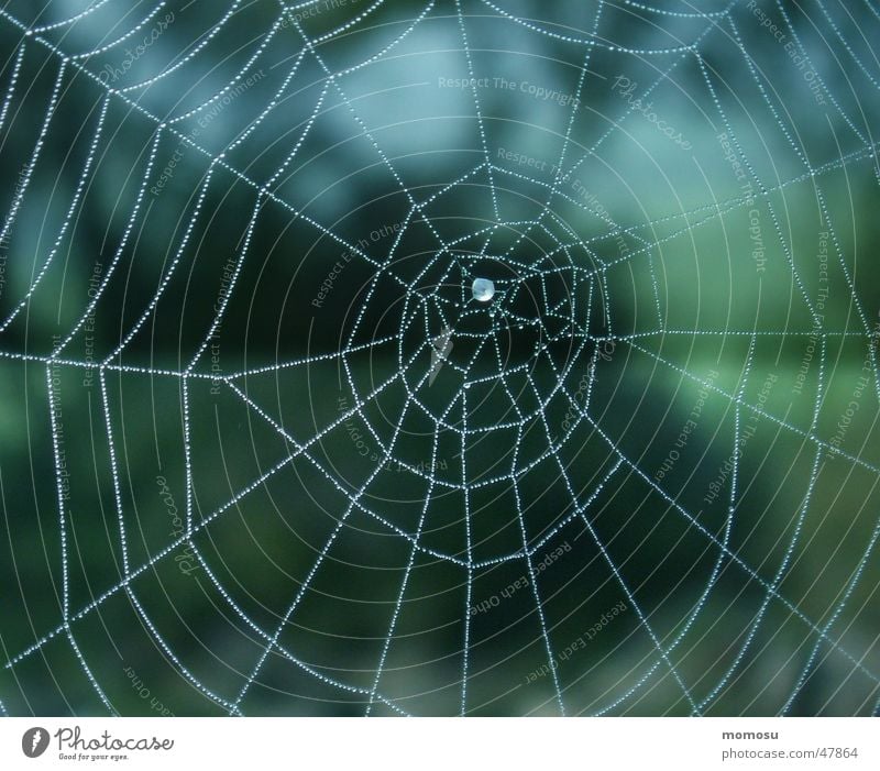 ..ins Blau gesponnen Spinnennetz Herbst Nebel Netz Seil Wassertropfen blau