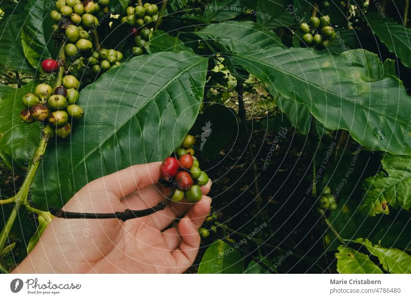 Bauernhand bei der Kontrolle von Kaffeebeeren in einem Bio-Bauernhof nachhaltiger Lebensstil Lebensunterhalt umweltfreundlich Rohkaffeebohne Landwirt organisch