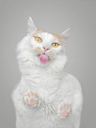 Ansicht von unten, wie eine lustige getigerte Katze den Bildschirm ableckt. Hauskatze direkt darunter lecken hungrig Tiefblick Textfreiraum grauer Hintergrund