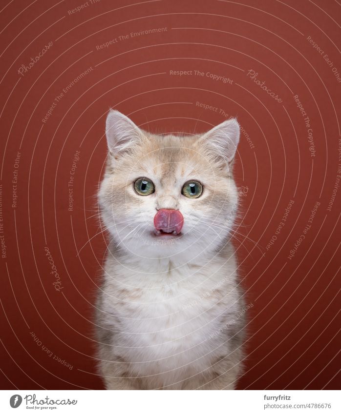 süße hungrige Katze leckt sich die Lippen und schaut in die Kamera im Innenbereich Studioaufnahme Kätzchen Haustiere fluffig Fell katzenhaft Katzenbaby