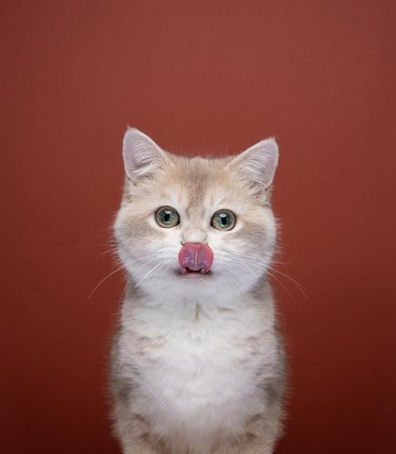süße hungrige Katze leckt sich die Lippen und schaut in die Kamera im Innenbereich Studioaufnahme Kätzchen Haustiere fluffig Fell katzenhaft Katzenbaby