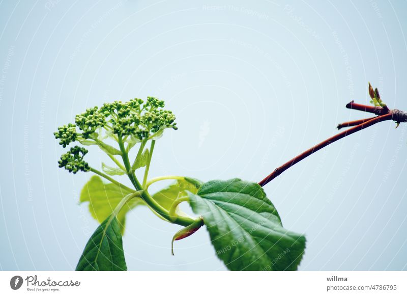 Sich höflich vor dem Frühling verneigender Hartriegel |UT Frühlingslandluft Pflanze Zweig Blätter Blüte blühen Textfreiraum