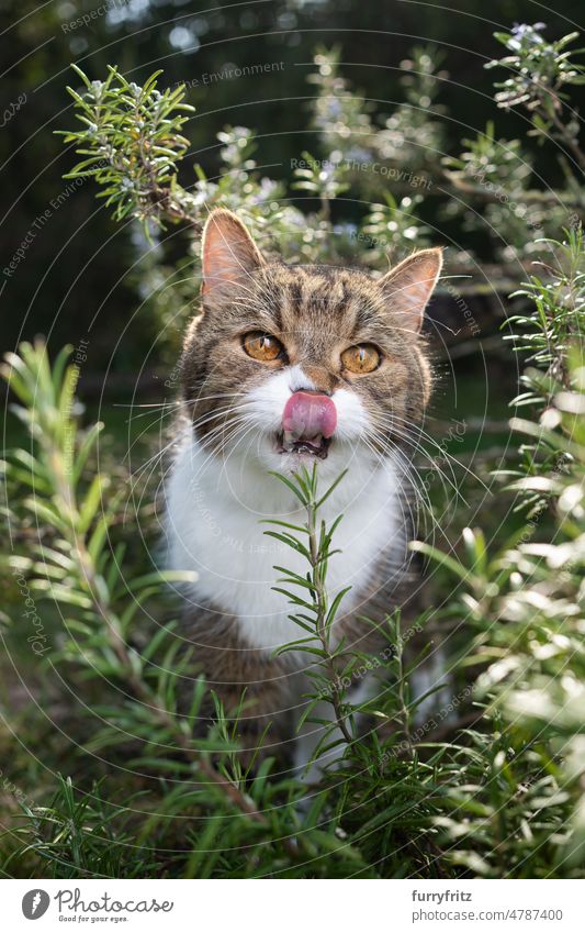 getigerte weiße Katze im Freien im Rosmarinbusch Kätzchen Haustiere katzenhaft fluffig Fell Natur Grün Laubwerk Ein Tier britische Kurzhaarkatze Garten