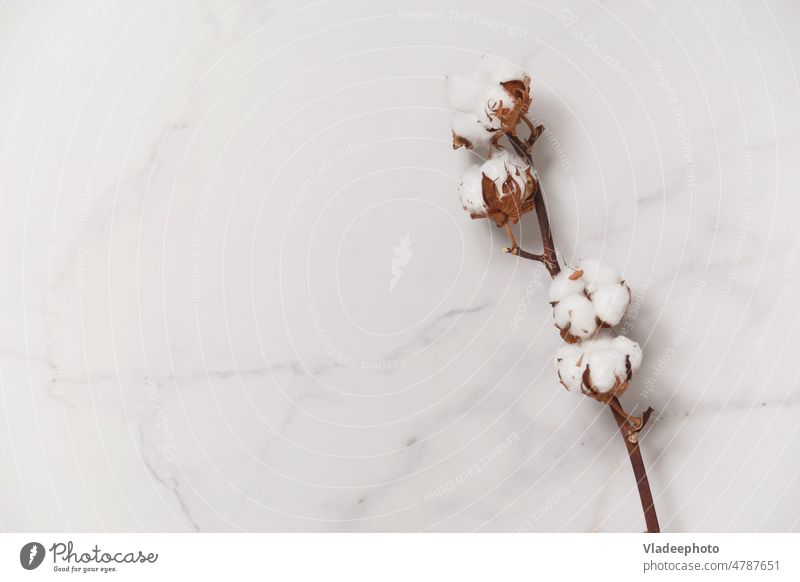 Baumwollblütenzweig auf weißem Marmorhintergrund, Ansicht von oben. Minimales Layout Blume Baumwolle Murmel Hintergrund Ast sehr wenige Pflanze