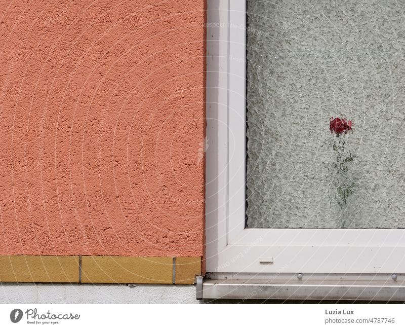 eine einzelne rote Rose hinter einem Blickschutzfenster Fenster Fensterglas blickdicht Sichtschutz durchscheinend Dekoration ordentlich heimelig