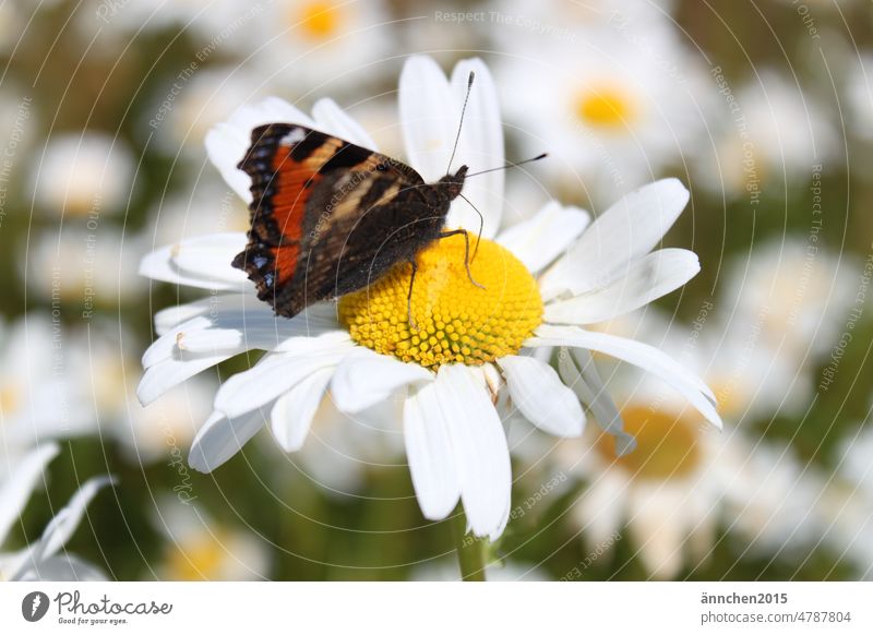 Ein Schmetterling sitzt auf einer Mageritenblüte Blüte trinken Rüssel Insekt Natur Blume weiß grün Außenaufnahme Sommer Frühling Feld Garten Sonne Flügel Tier
