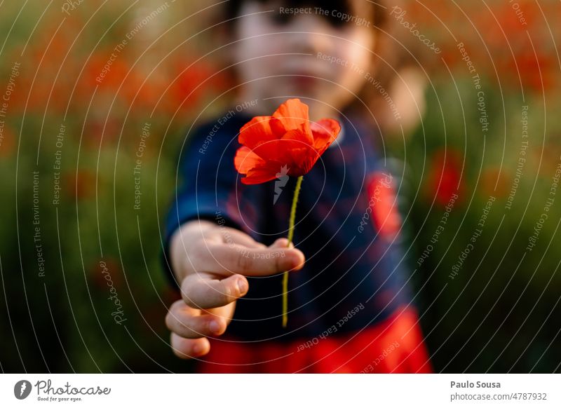 Kind hält eine rote Mohnblume Mädchen 3-8 Jahre eine Person echte Menschen Beteiligung Muttertag Liebe niedlich Mohnblüte Farbfoto Außenaufnahme Kindheit Natur