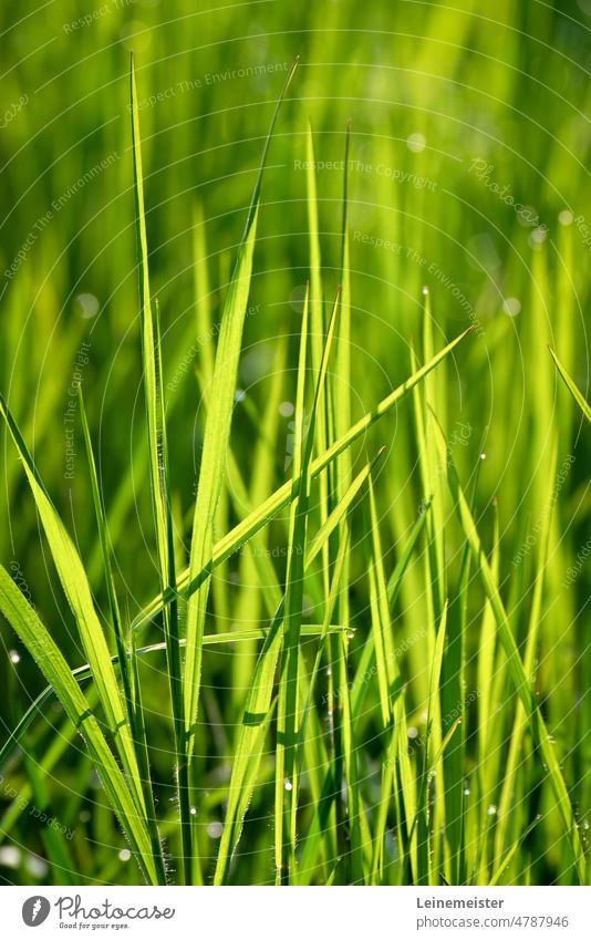 Langes Gras im morgendlichen Gegenlicht der Sonne mit einigen Tautropfen an dem Halmen Tropfen Morgen frisch grün Frühling Bokeh Hintergrund Pflanze Gräser