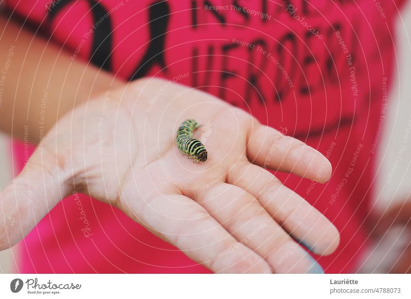 Kleine grüne Raupe in der Hand eines kleinen Jungen Finger Natur Beteiligung Insekt Handfläche Wanze Schönheit Grüne Raupe kleiner Junge Kind Menschen