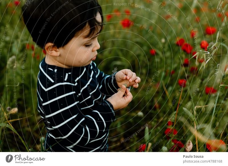 Junge pflückt Mohn Kind 3-8 Jahre echte Menschen eine Person Feld authentisch Natur erkunden Blumen pflücken Mohnblüte Mohnfeld Blühend Farbfoto rot Wiese